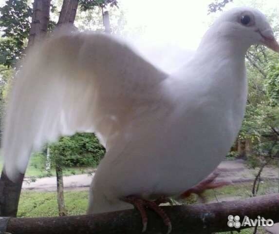 Голуби белые на свадьбу Шипиловский