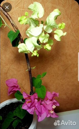 Бугинвилия