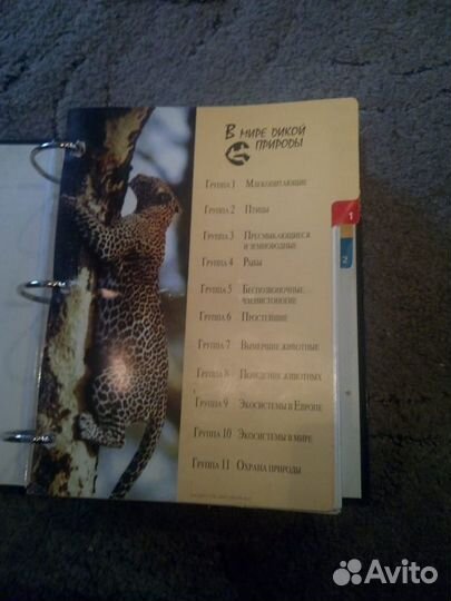 Карточки в мире дикой природы