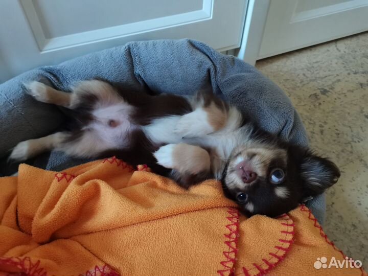 Очаровательный щенок чихуахуа