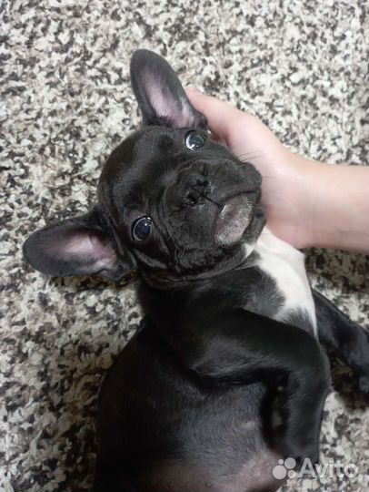 Французский бульдог щенок мальчик