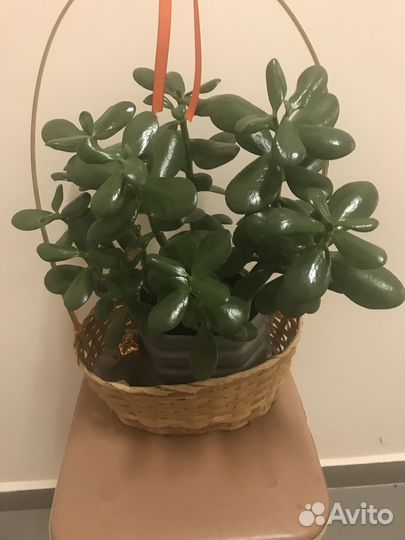 Денежное дерево