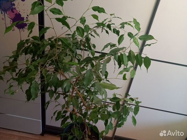 Фикус Бенжамина (95 см)
