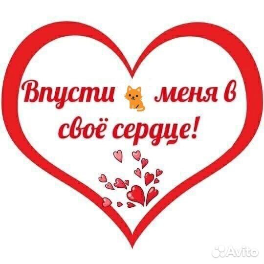 Слепой котик Барсик