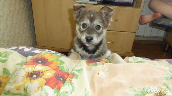 Щенок лайки 2 месяца