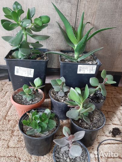 Денежное дерево (Толстянка), каланхое