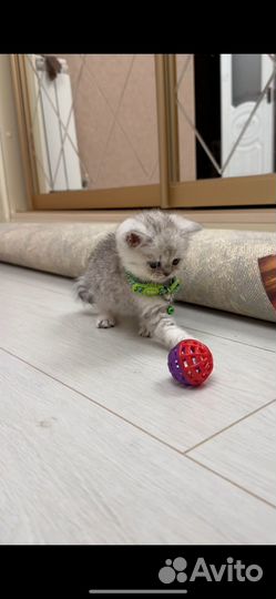 Белый британский котенок