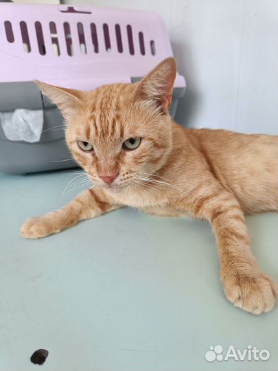 Рыжий котик ищет дом