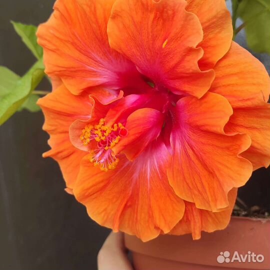 Гибискус китайская роза,сортовая