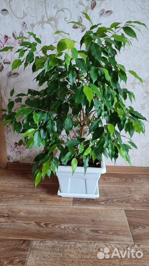 Фикус бенджамина