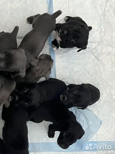 Щенки кане корсо