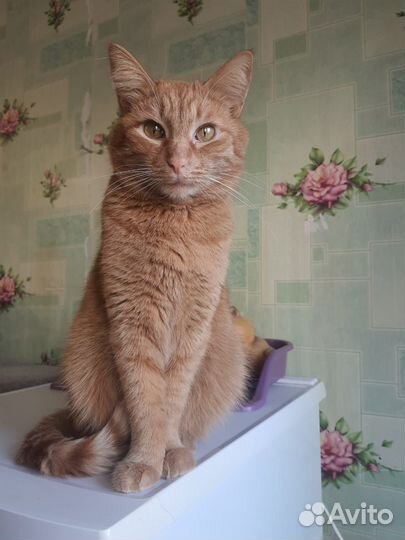 Редкого окраса кошечка