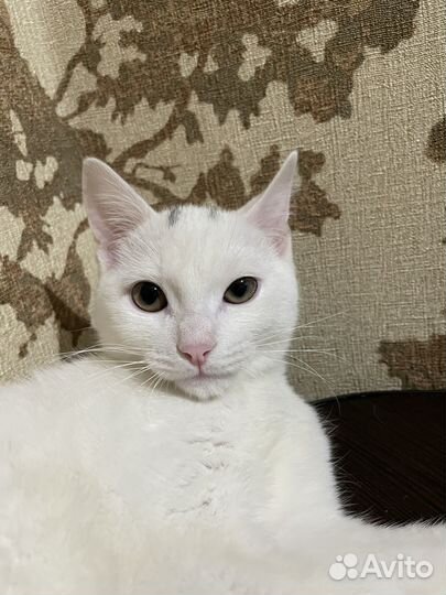 Британский и бомбейский кот