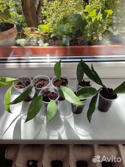 Хойя кримсон квин, Хойя пубикаликс