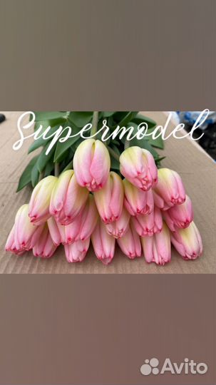 Тюльпаны к 8 марта оптом