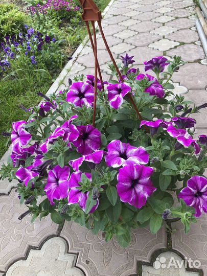 Кашпо и композиции ампельных цветов