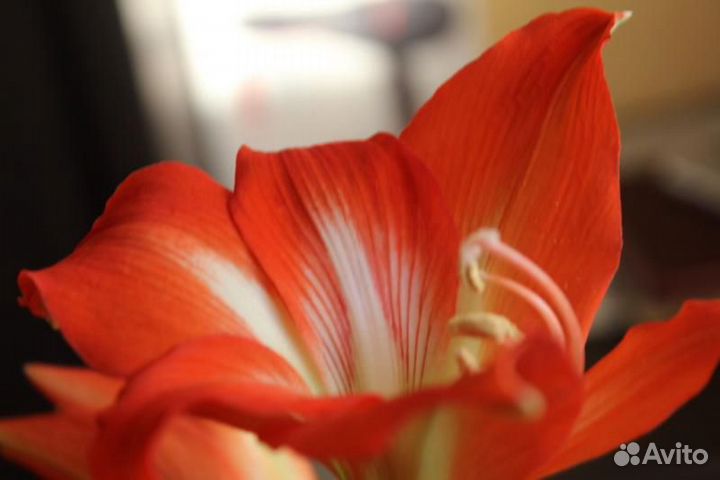 Амариллис красный