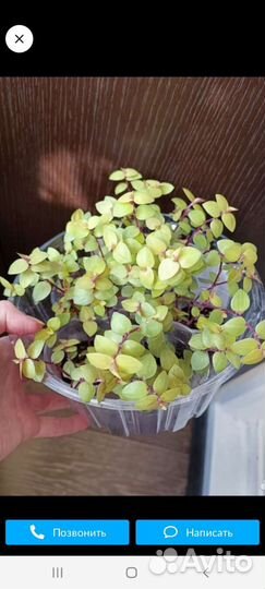 Каллизия трех сортов