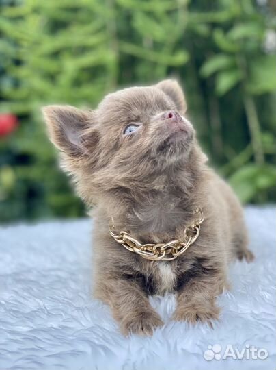 Чихуахуа лиловый домовенок