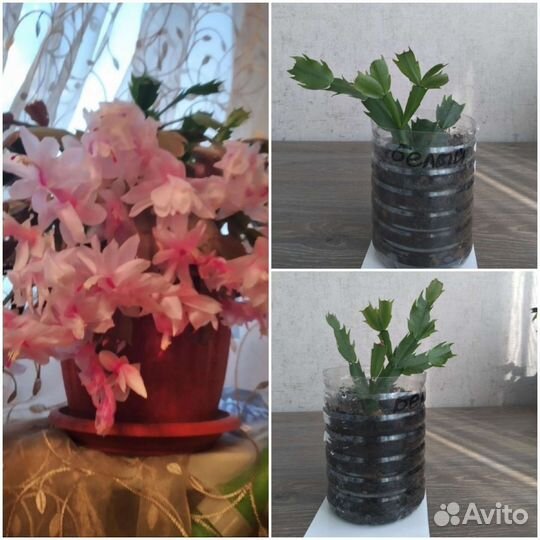 Комнатные цветы -Шлюмбергера (декабрист)