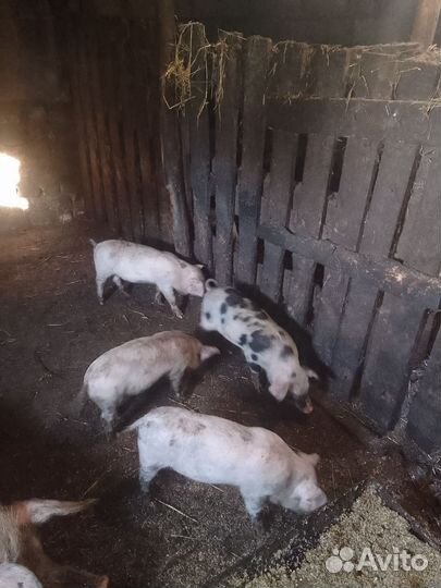 Поросята продам алантраса