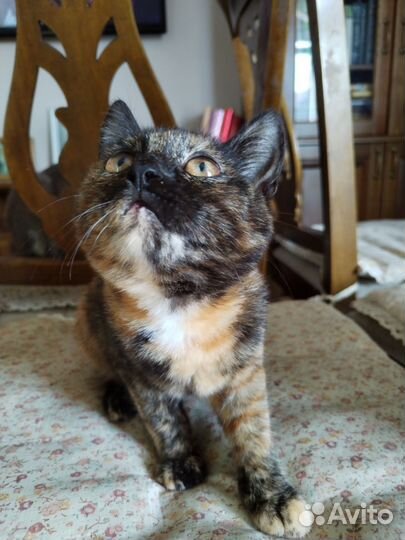 Трёхцветное счастье