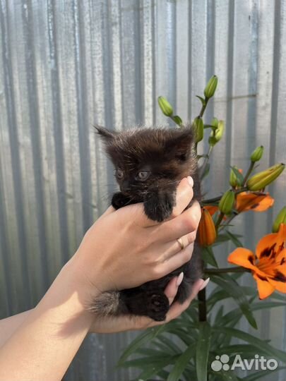 Котята в добрые руки бесплатно