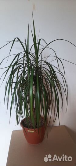 Драцена маргината