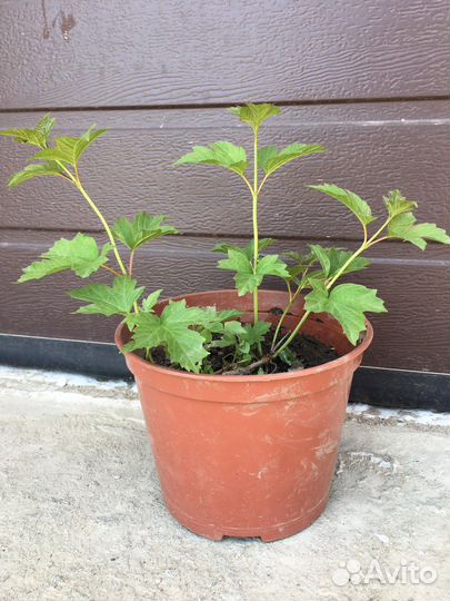 Калина бульдонеж (снежный шар)