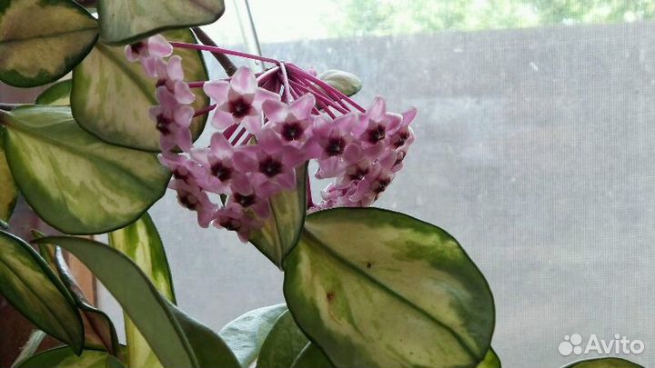 Хойя Триколор