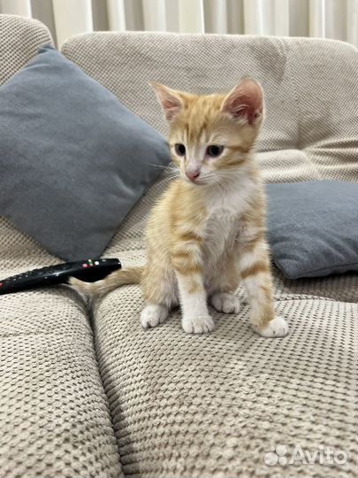 Котенок в добрые руки