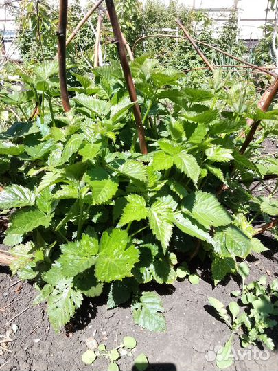 Ежевика натчез