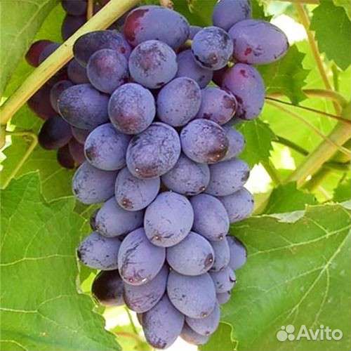 Саженцы винограда