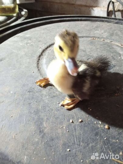 Утята с уткой