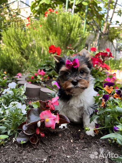 Йокширский терьер девочка