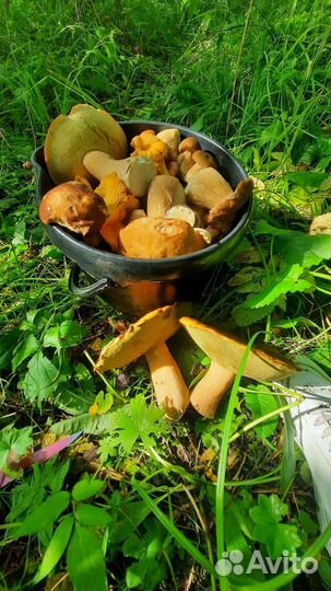 Грибы в наличии и на заказ.боровики,подосиновики