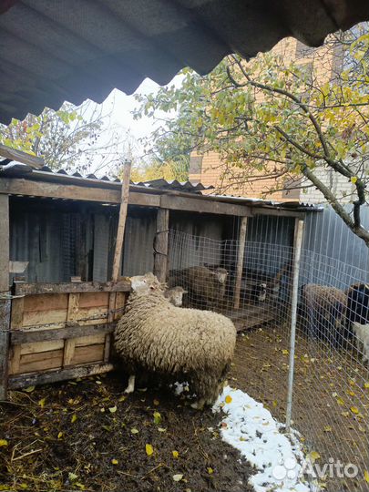 Баран куйбышевский - чистопородный