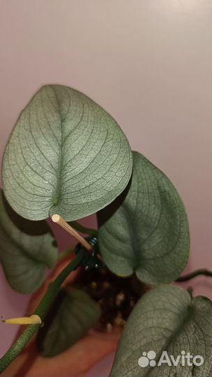 Сциндапсус Сильвер Хиро