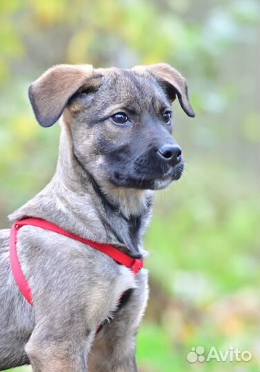 Щенок, девочка в добрые руки, в дар