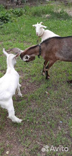 Коза дойная