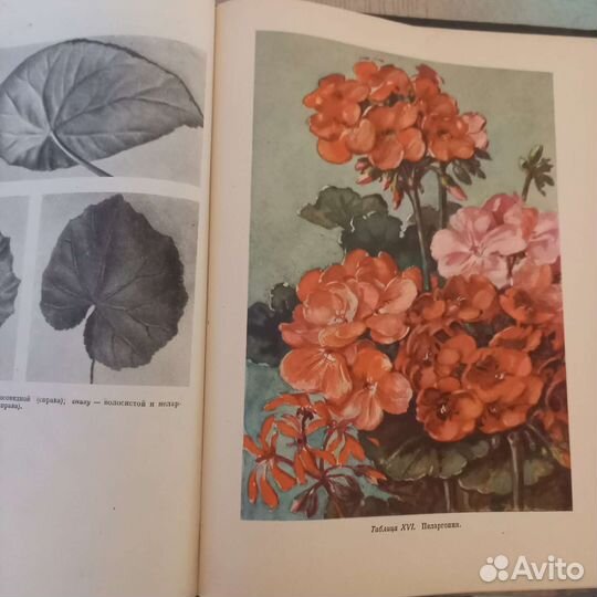 Книга комнатное садоводство 1956г