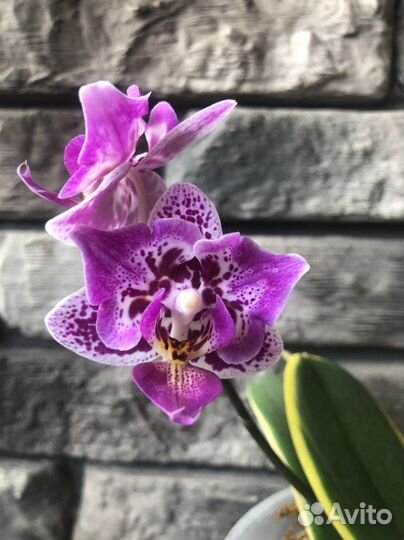Орхидея фаленопсис бабочка