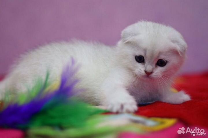 Голубые шотландские малыши и кот страйт для вязки