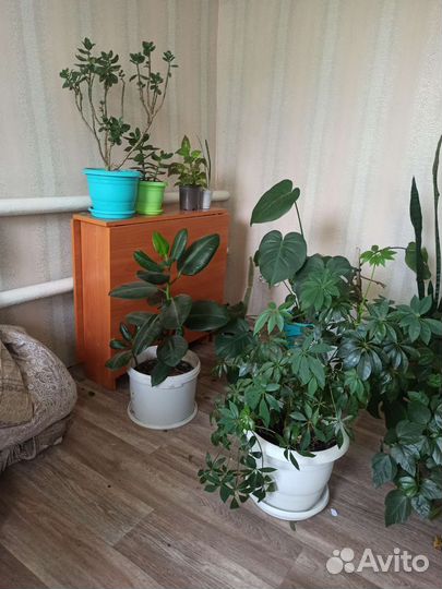 Комнатные цветы