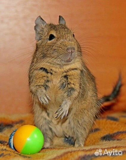 Чилийская белка дегу