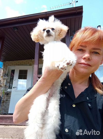 Передержка собак в домашних условиях