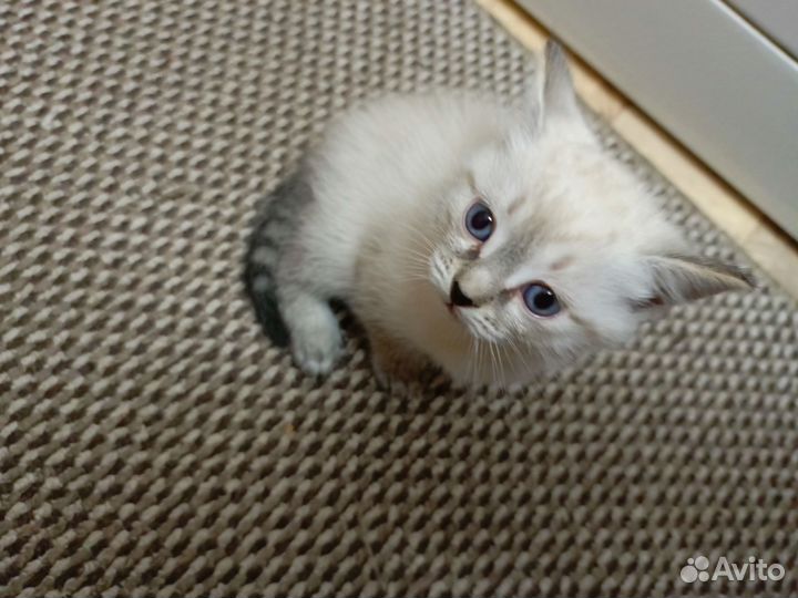 Котенок в добрые руки