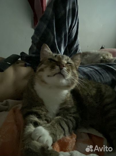 Кот Москвич Пират необыкновенный