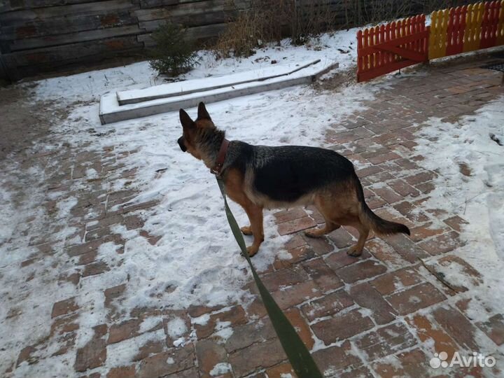 Чистокровные щенки немецкой овчарки