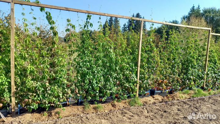 Девичий виноград элемент живой изгороди